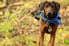 Baza Czupel - Zdjęcia 2025 (tło-green) - 1